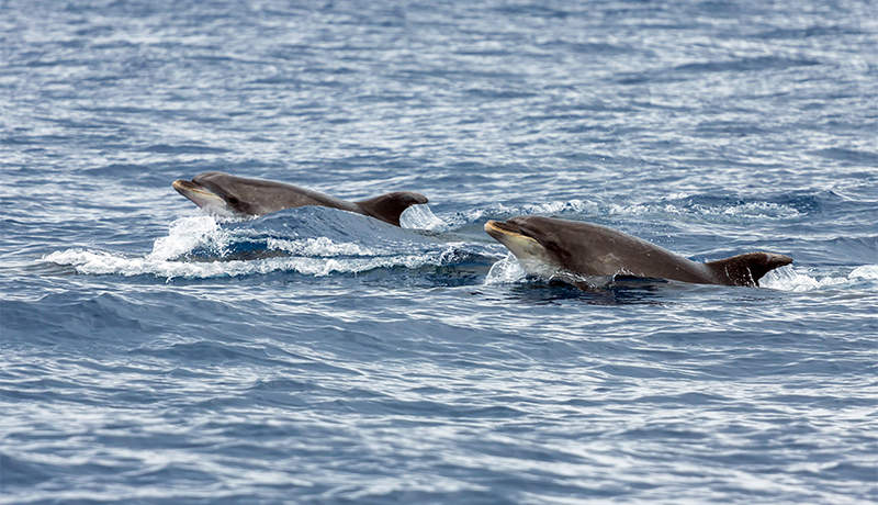 Dolfijnen in de Algarve, Portugal