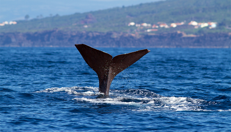 Walvis op de Azoren, Portugal