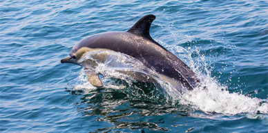 Dolfijn voor de kust van Portugal